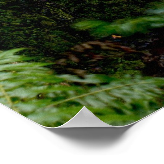 Versteckter Wasserfall Poster (Ecke)