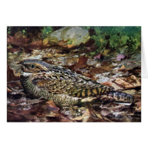 Verstecktes Whippoorwill