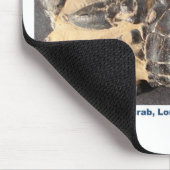 Versteinerte Krabbe vom Eozän-London-Lehm Mousepad (Ecke)