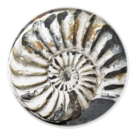 Versteinerte Nautical Fossil Spiral Keramik Knob Keramikknauf (Vorderseite)