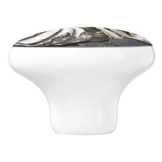 Versteinerte Nautical Fossil Spiral Keramik Knob Keramikknauf (Seitenansicht)