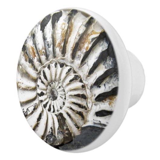 Versteinerte Nautical Fossil Spiral Keramik Knob Keramikknauf (Rechts)