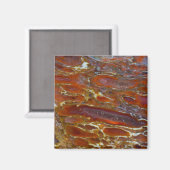 Versteinerter Dinosaurierknochen Magnet (Vorderseite/Rückseite)