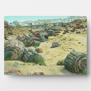 versteinerter Wald Fotoplatte