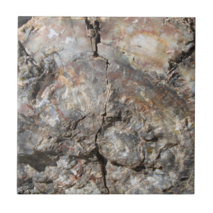 Versteinertes Holz, vorder Fliese