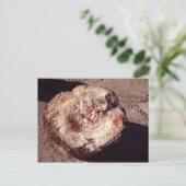 Versteinertes Holzlog mit Schatten Arizona-Foto Postkarte (Stehend Vorderseite)