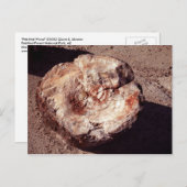 Versteinertes Holzlog mit Schatten Arizona-Foto Postkarte (Vorne/Hinten)