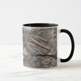 Versteinertes Trilobites: TRILOBITE FOSSILIEN Tasse