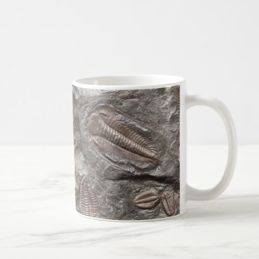 Versteinertes Trilobites: TRILOBITE FOSSILIEN Tasse (Rechts)