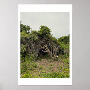 Verstümmeltes Baum-Foto-Poster Poster
