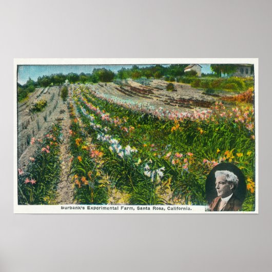 Versuchsfarm Burbanks Poster (Vorne)