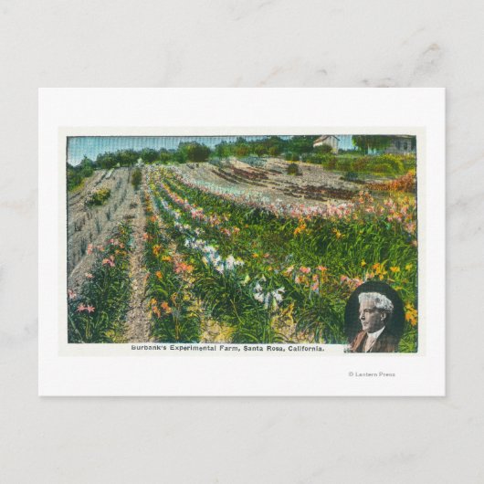 Versuchsfarm Burbanks Postkarte (Vorderseite)