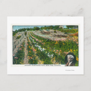 Versuchsfarm Burbanks Postkarte