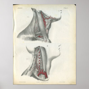 Vertebrale Arterien-Hals-Anatomie-Druck Poster
