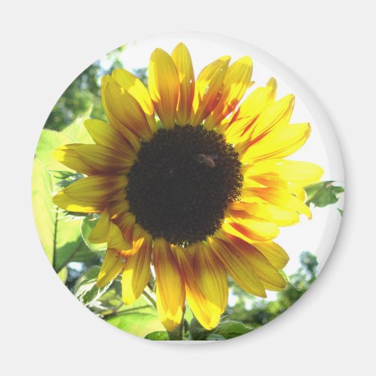 Verteile ein wenig Sonnenschein!! Magnet (Vorne)
