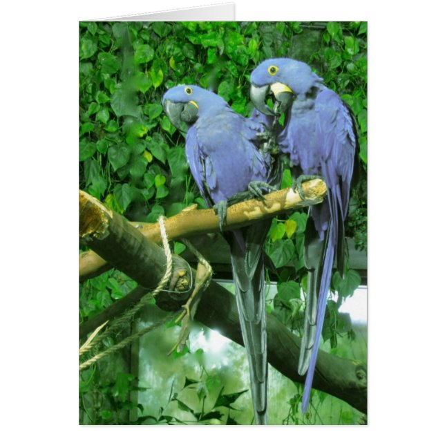 Vertikale Karte für blaue Zwillingspaare (Vorne)