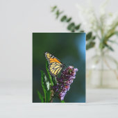 Vertikale Postkarte für Monarch Flutters (Stehend Vorderseite)