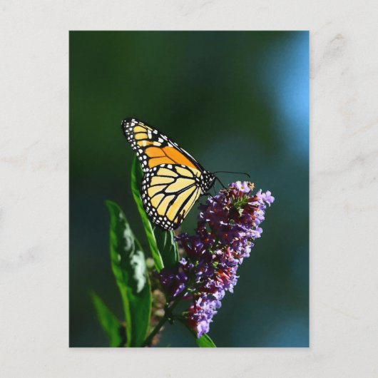 Vertikale Postkarte für Monarch Flutters (Vorderseite)