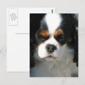 Vertikale Postkarte - Maßgeschneiderte Vorlage (Vorne/Hinten)