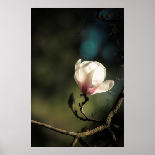 Vertikales Budding Magnolia Poster (Vorne)