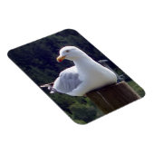 Vertikales, flexibles Foto-Magnet für Seagull Magnet (Rechte Seite)