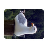 Vertikales, flexibles Foto-Magnet für Seagull Magnet (Horizontal)