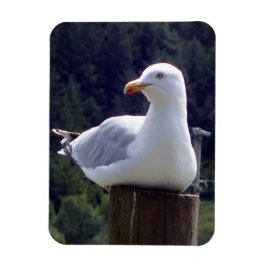 Vertikales, flexibles Foto-Magnet für Seagull Magnet