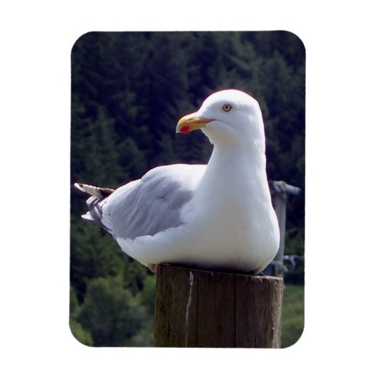 Vertikales, flexibles Foto-Magnet für Seagull Magnet (Vertikal)