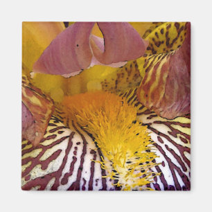 Vertraute Iris Magnet