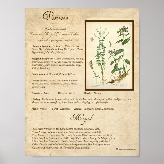 VERVAIN MAGICK HERB POSTER (Vorne)