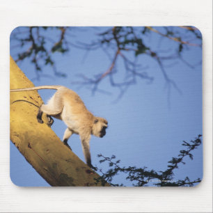 Vervet Affe auf Baumast, Serengeti Mousepad