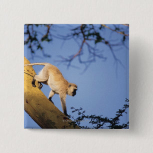 Vervet Affe auf Baumzweig, Serengeti Button