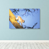 Vervet Affe auf Baumzweig, Serengeti Leinwanddruck (Insitu (Holzboden))