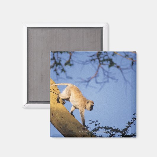Vervet Affe auf Baumzweig, Serengeti Magnet (Vorderseite/Rückseite)