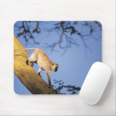 Vervet Affe auf Baumzweig, Serengeti Mousepad (Mit Mouse)