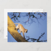 Vervet Affe auf Baumzweig, Serengeti Postkarte (Vorne/Hinten)
