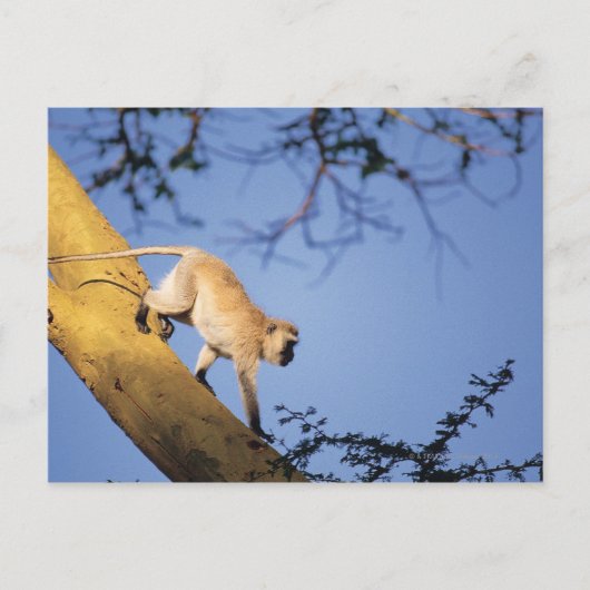 Vervet Affe auf Baumzweig, Serengeti Postkarte (Vorderseite)