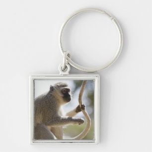 Vervet Affe, der Schwanz hält Schlüsselanhänger