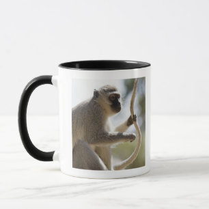 Vervet Affe, der Schwanz hält Tasse
