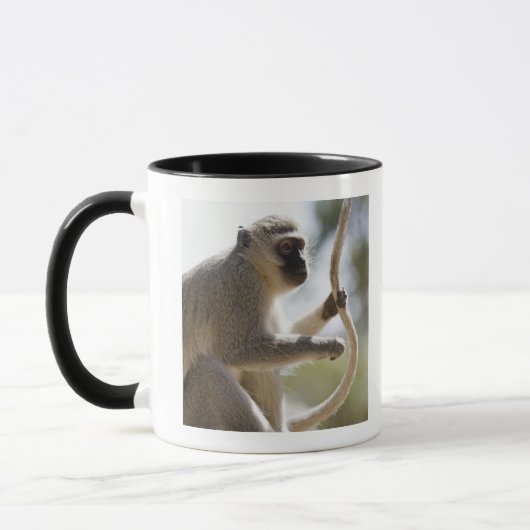 Vervet Affe, der Schwanz hält Tasse (Links)