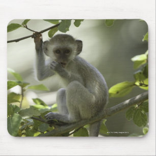 Vervet Affe, Simbabwe Mousepad