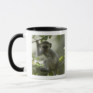 Vervet Affe, Simbabwe Tasse