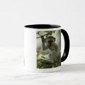 Vervet Affe, Simbabwe Tasse (VorderseiteRechts)