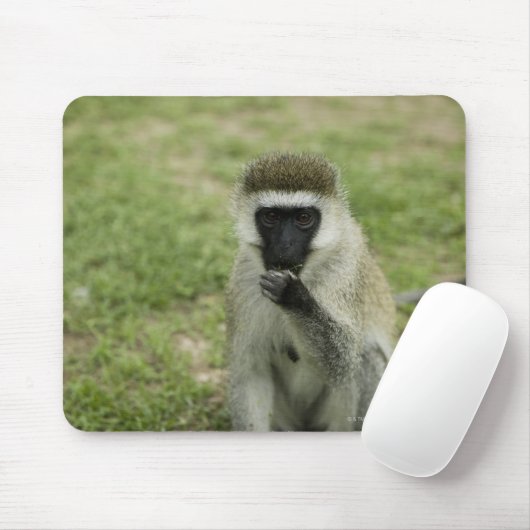 Vervet Affenessen, Afrika Mousepad (Mit Mouse)