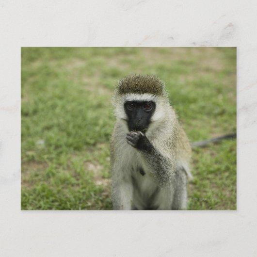 Vervet Affenessen, Afrika Postkarte (Vorderseite)