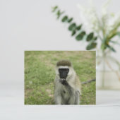 Vervet Affenessen, Afrika Postkarte (Stehend Vorderseite)