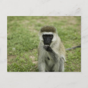 Vervet Affenessen, Afrika Postkarte
