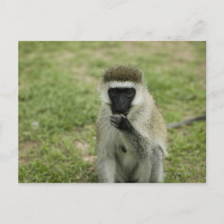 Vervet Affenessen, Afrika Postkarte