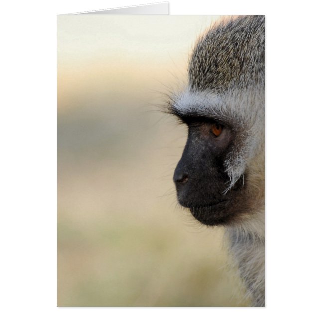 Vervet Monkey (Vorne)