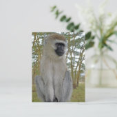 Vervet Monkey Postkarte (Stehend Vorderseite)